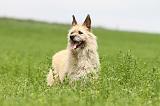 BOUVIER DES ARDENNES 056